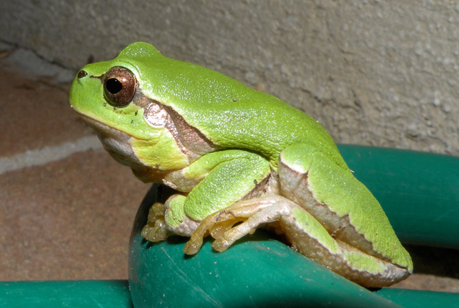 Piccola rana verde? raganella Hyla intermedia