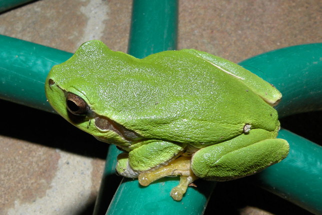 Piccola rana verde? raganella Hyla intermedia