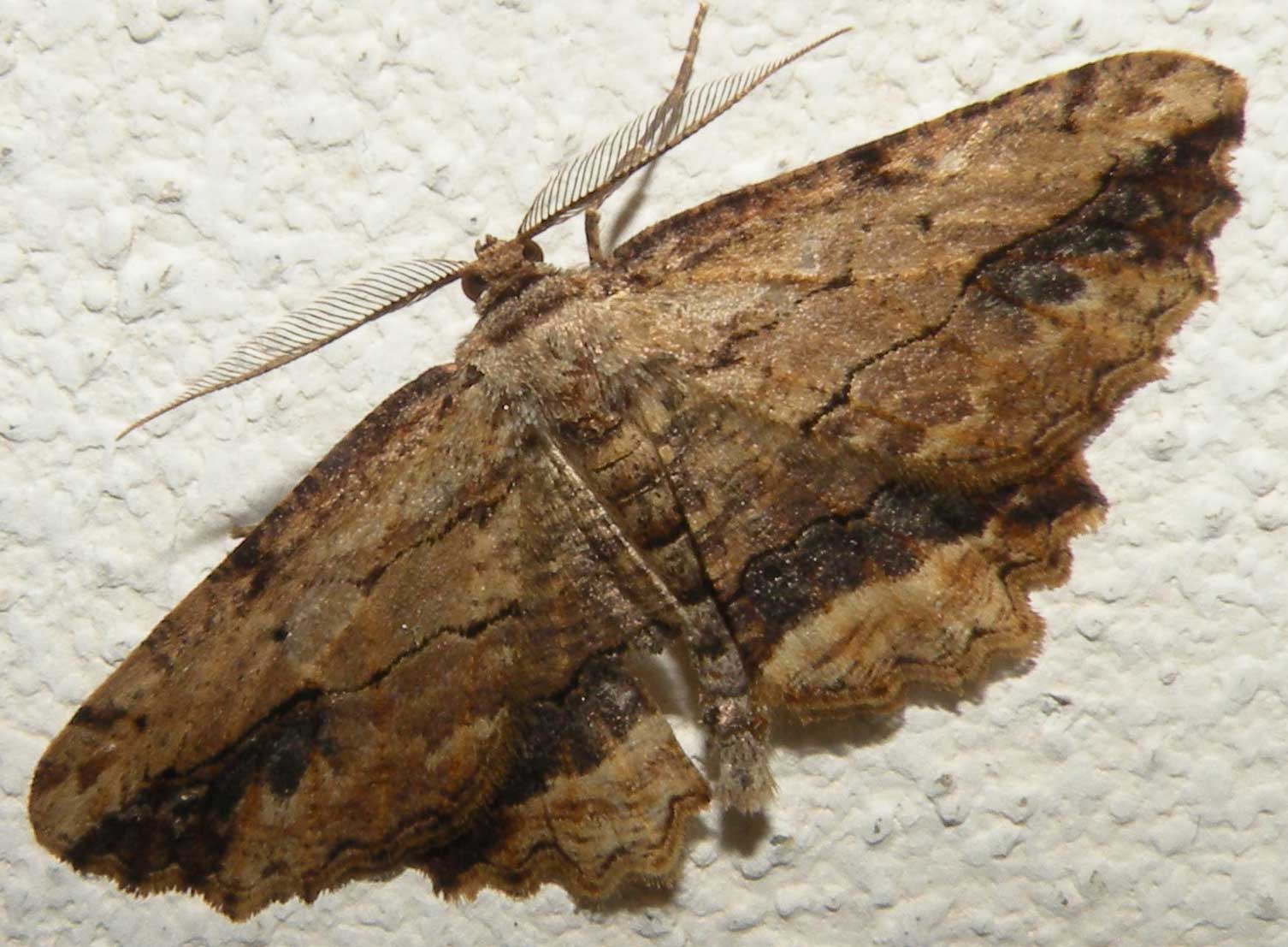 Hexapoda Lepidoptera Geometridae Menophra abruptaria ?