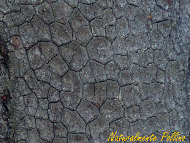 Pinus leucodermis / Pino Loricato