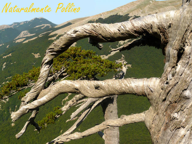 Pinus leucodermis / Pino Loricato