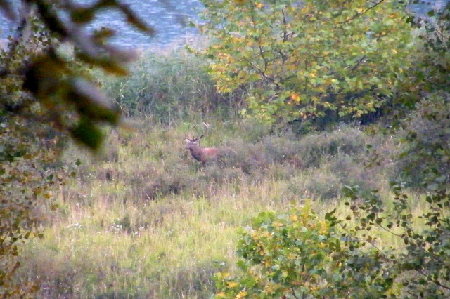 ungulati nelle prealpi comasche