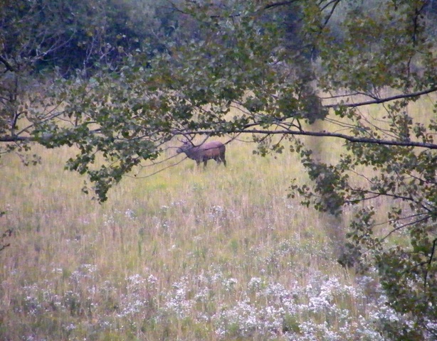ungulati nelle prealpi comasche