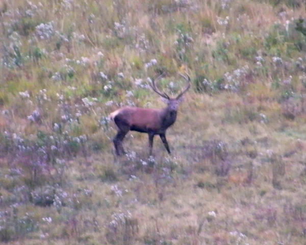 ungulati nelle prealpi comasche