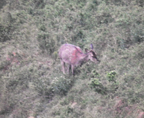 ungulati nelle prealpi comasche