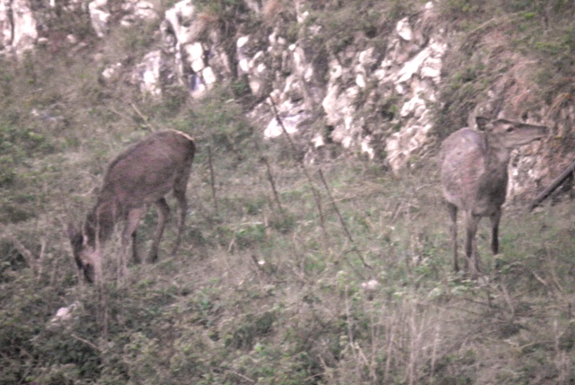 ungulati nelle prealpi comasche