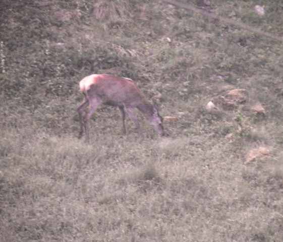 ungulati nelle prealpi comasche