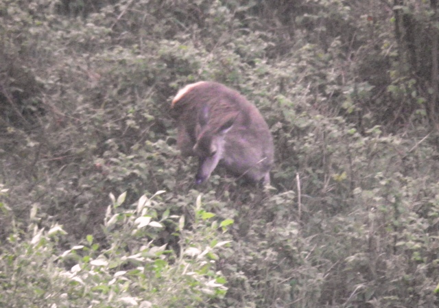 ungulati nelle prealpi comasche