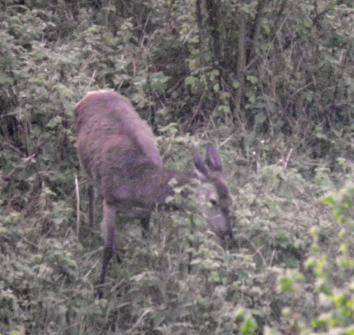 ungulati nelle prealpi comasche