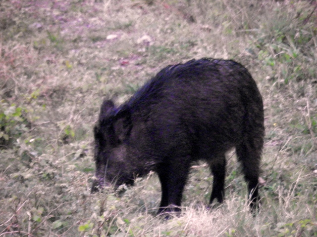 ungulati nelle prealpi comasche