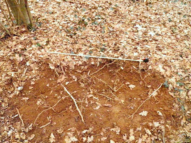 grufolata di cinghiale?