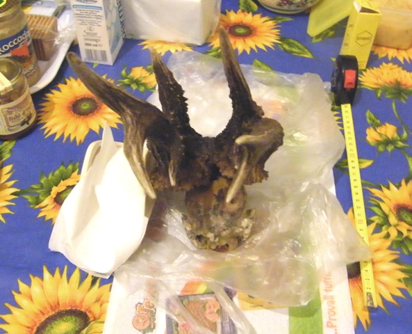 palchi raccolti
