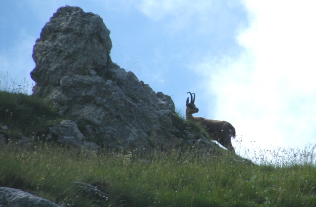 Ungulati del parco nazione d�abruzzo�.
