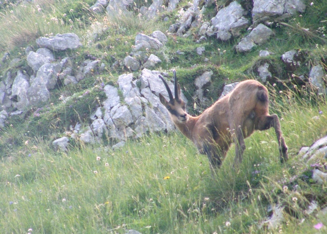 Ungulati del parco nazione d�abruzzo�.