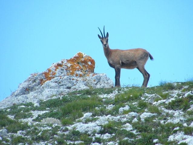 Ungulati del parco nazione d�abruzzo�.