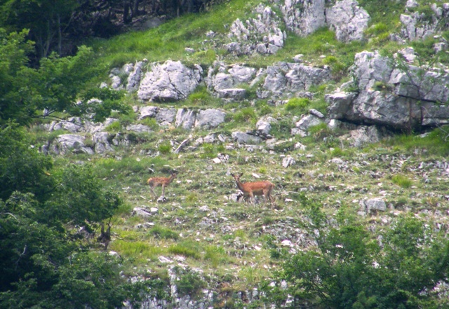 Ungulati del parco nazione d�abruzzo�.