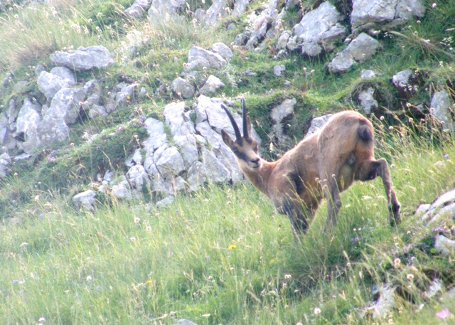 Camoscio d''Abruzzo Rupicapra pyrenaica ornata