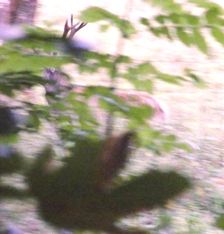 ungulati nelle prealpi comasche