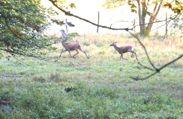 ungulati nelle prealpi comasche