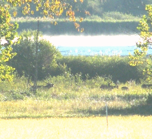 ungulati nelle prealpi comasche