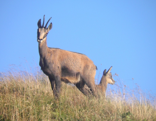 Camoscio d''Abruzzo Rupicapra pyrenaica ornata