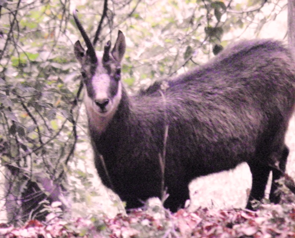 Camoscio d''Abruzzo Rupicapra pyrenaica ornata