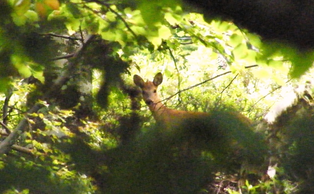 ungulati nelle prealpi comasche