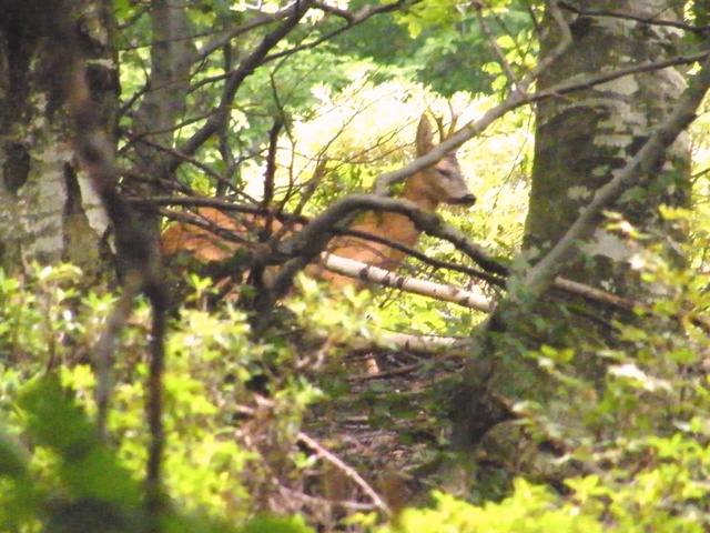 ungulati nelle prealpi comasche