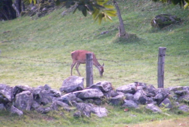 ungulati nelle prealpi comasche