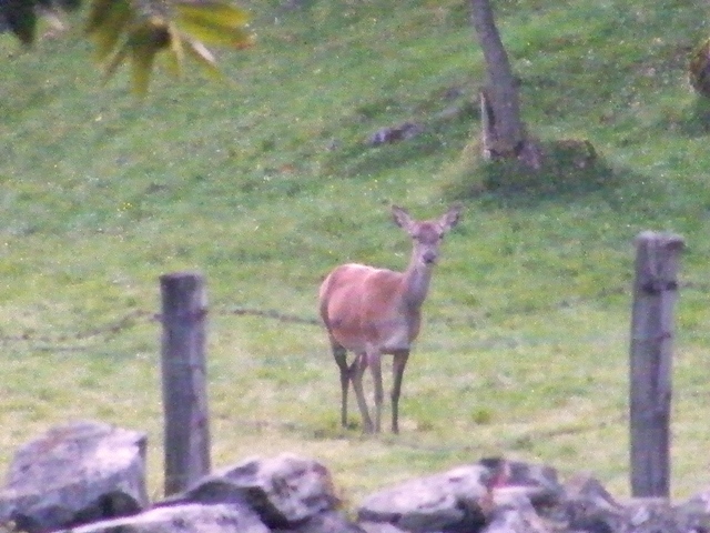 ungulati nelle prealpi comasche