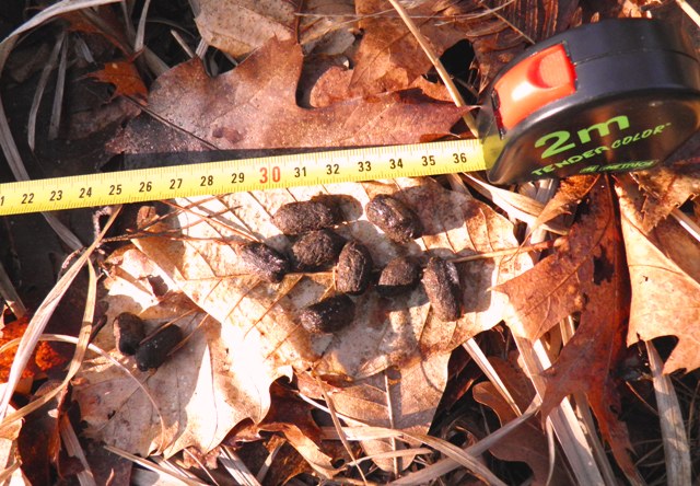 fatte...cervo o daino..od entrambi?