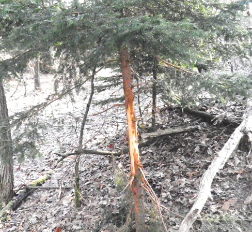 fatte...cervo o daino..od entrambi?