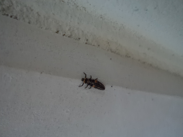 aiuto!!!!!!!!!! Larve di coccinella