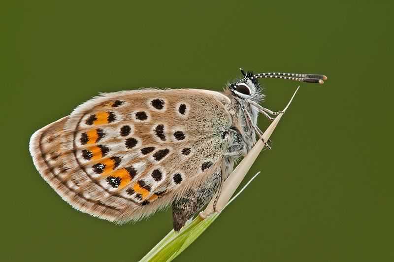 licenide da identificare