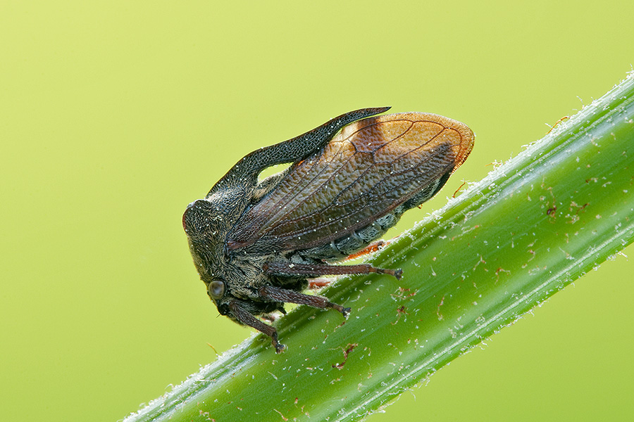 da identificare - Centrotus cornutus