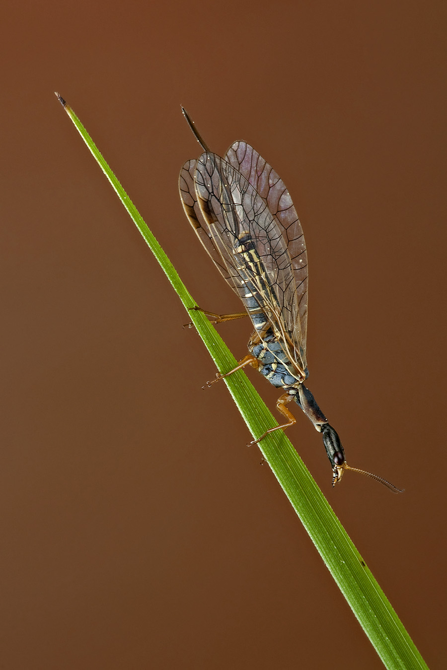 Da identificare 2 - Ornatoraphidia flavilabris