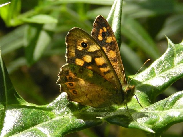 passeggiata al Bosco di Alberobello
