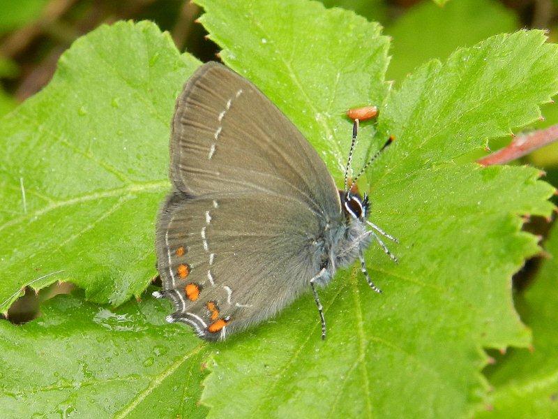 il terzo Satyrium...