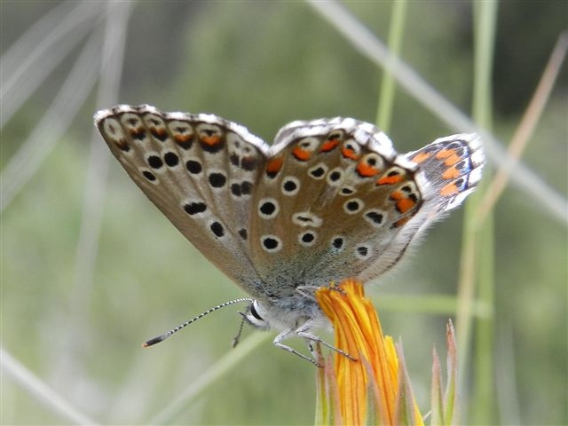 conferma ID - Polyommatus (Lysandra) bellargus