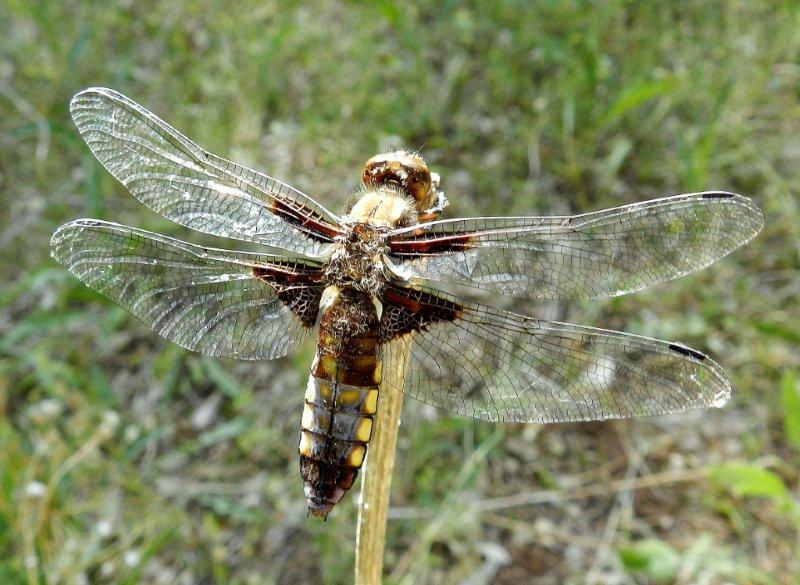Libellula depressa femmina?