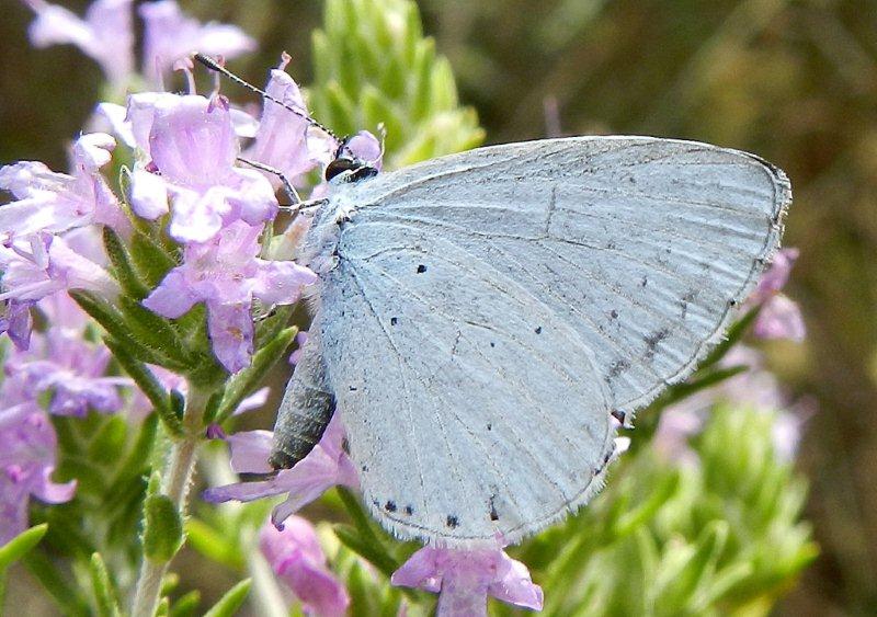 quale Cupido? - Celastrina argiolus