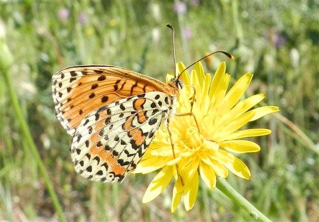 passeggiata al Bosco di Alberobello