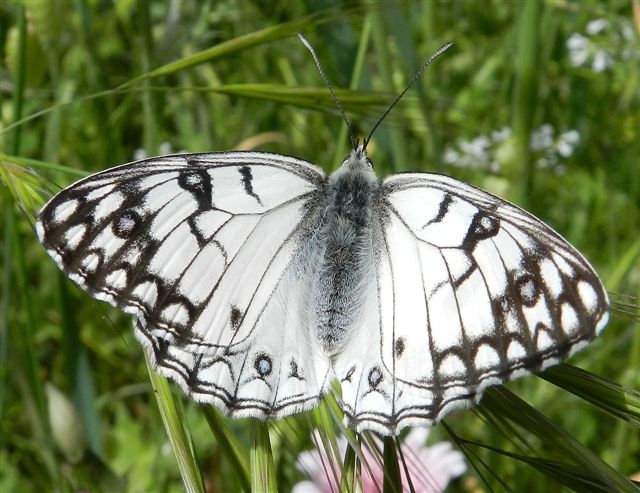 Melanargia arge