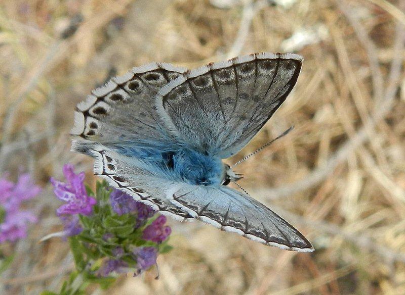 Polyommatus (Lysandra) coridon