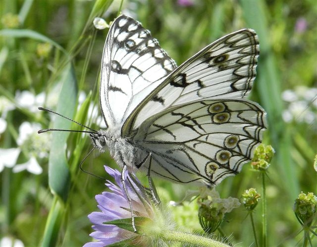 Melanargia arge