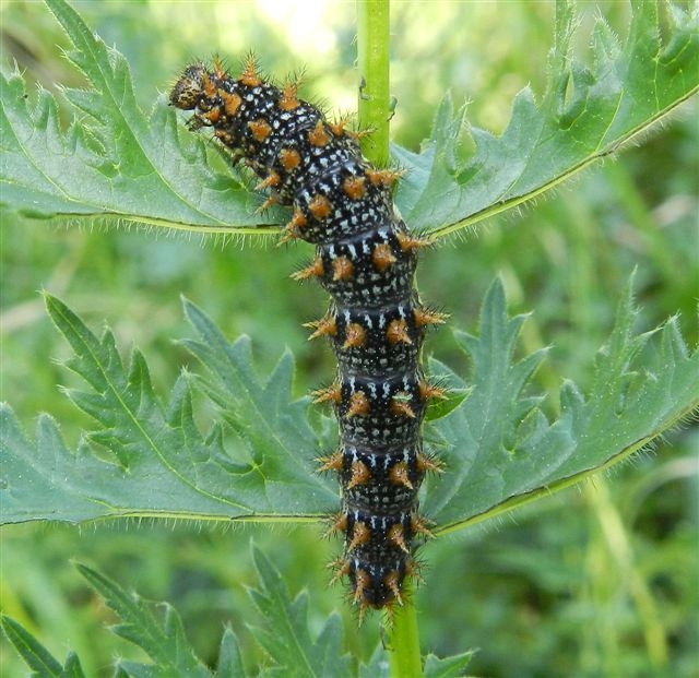 ID bruco: Brenthis hecate - Nymphalidae