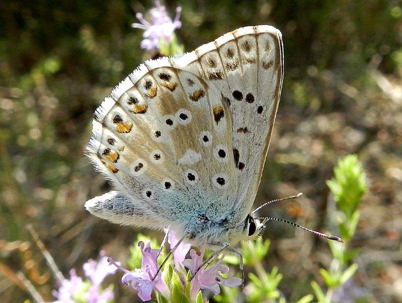 Polyommatus (Lysandra) coridon