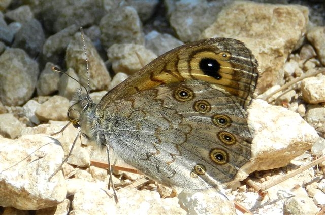 passeggiata al Bosco di Alberobello