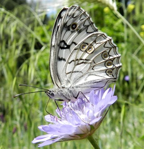 Melanargia arge
