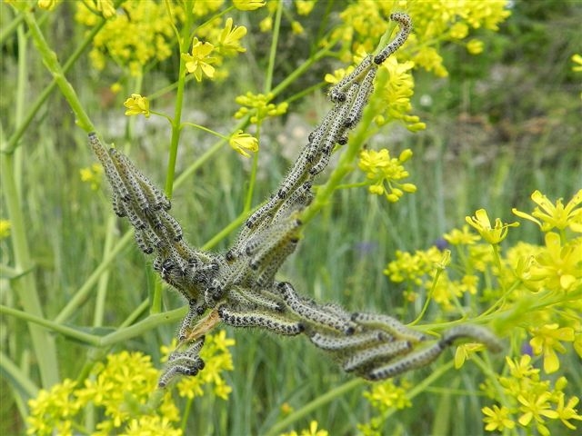 un bel mazzo....di bruchi